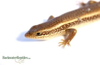 Veelvoorkomende fouten bij het houden van reptielen