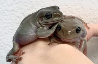 Wat eten White’s Tree Frogs?