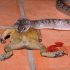 Wat eten White’s Tree Frogs?