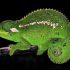 Wat eten White’s Tree Frogs?