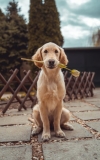 Houd je van dieren? Volg dan een hondentrimmer opleiding of een van deze andere opleidingen!